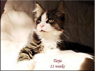 tarja11