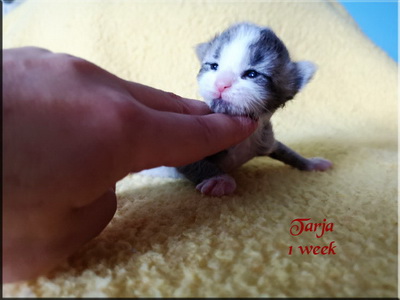 tarja1week