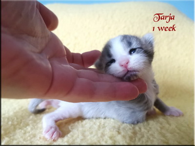 tarja1week