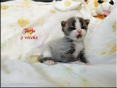 tarja2w