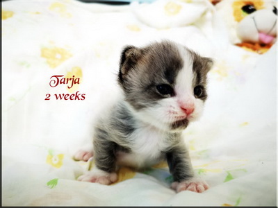 tarja2w