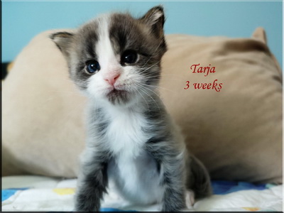 tarja3w