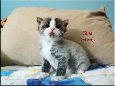 tarja3w