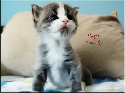 tarja3w
