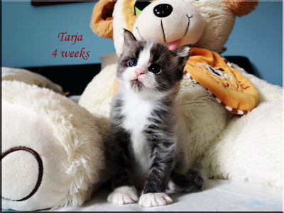 tarja4w