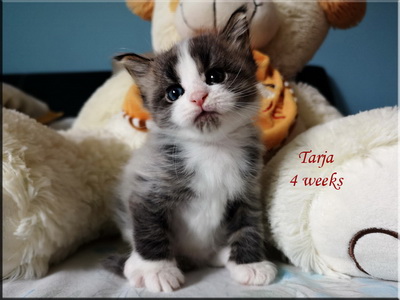 tarja4w