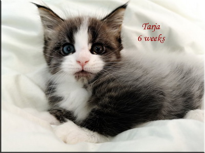 tarja6w
