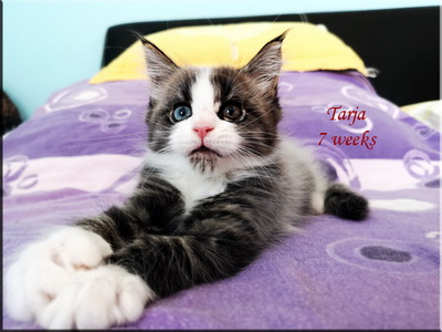 tarha7