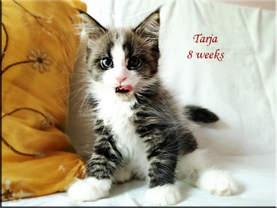 tarja8