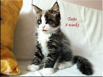 tarja8