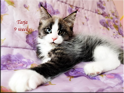 tarja9