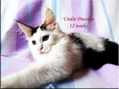 underp12w