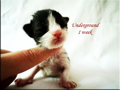 underg1w