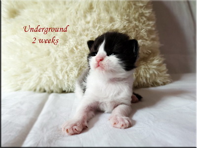 under2w