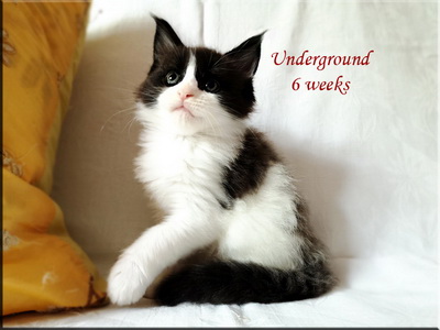 underg6