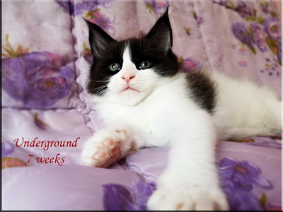 underground7w