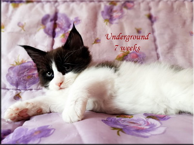 underground7w