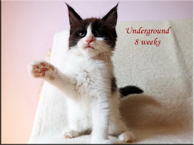 underg8