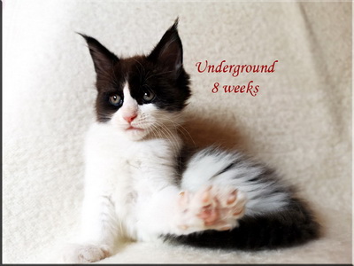 underg8
