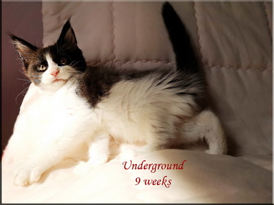 underg9