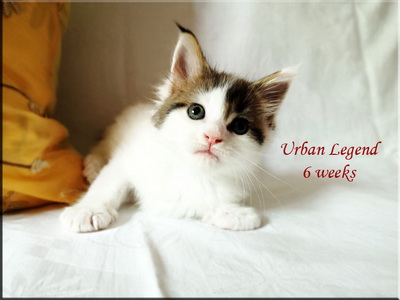 urban6