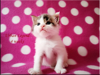 urbanlegend4w