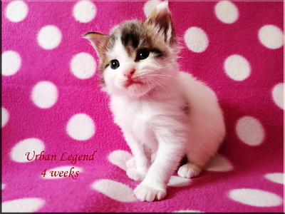 urbanlegend4w