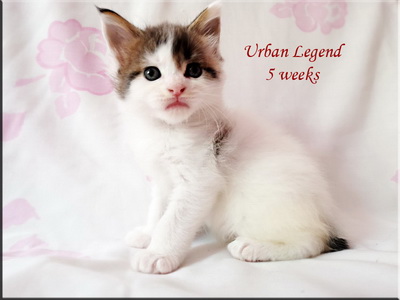 urban5