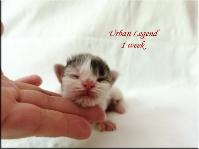 urbanl1w
