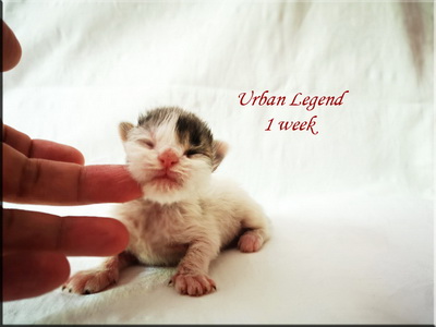 urbanl1w