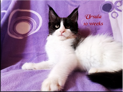ursula10