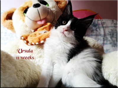 ursula11