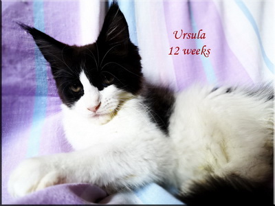 ursula12