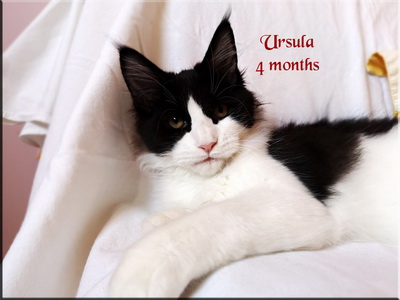 ursula4